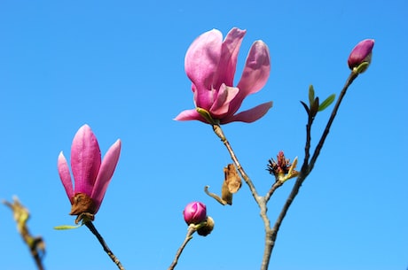 解析辛弃疾简介及生平事迹