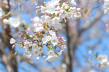 醉美春意，赏菜花节